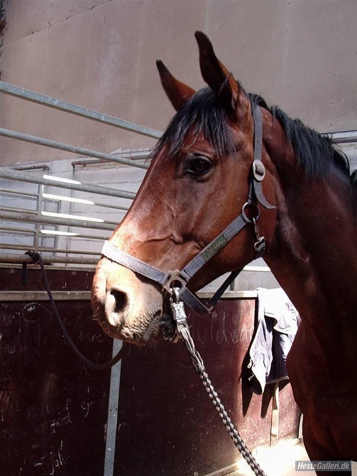 Dansk Varmblod Kandios billede 5