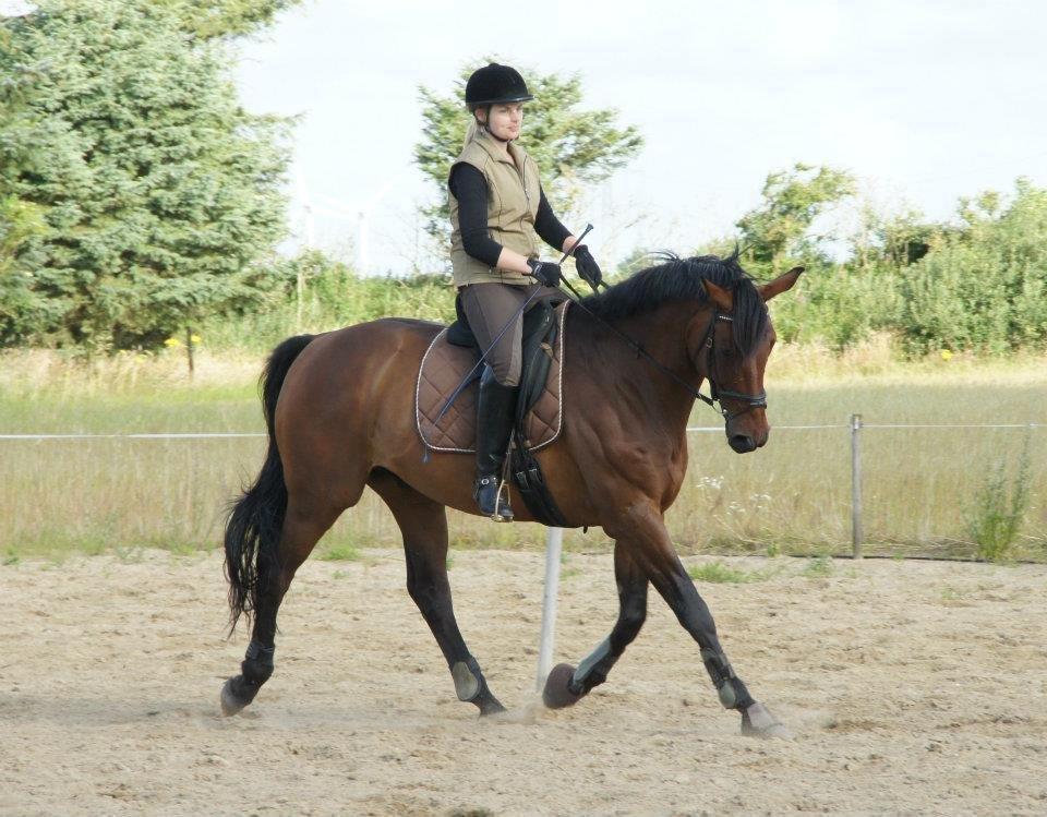 Dansk Varmblod Kandios billede 6