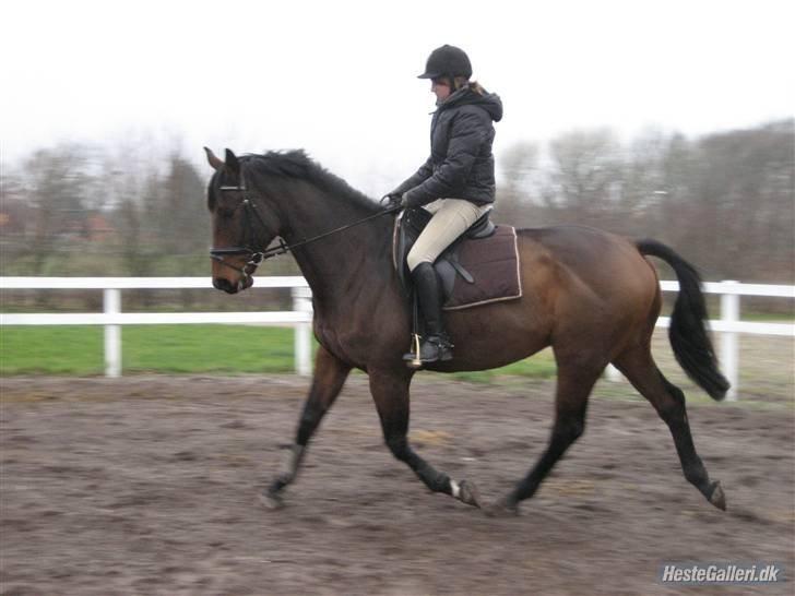 Dansk Varmblod Kandios billede 7