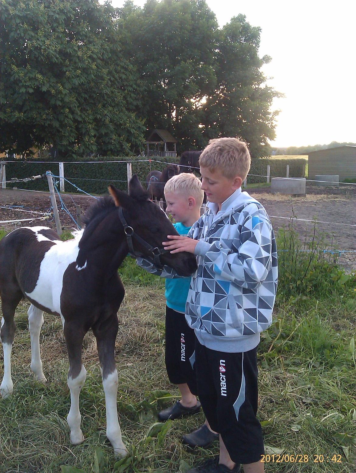 Barockpinto Teejay Liselund billede 16