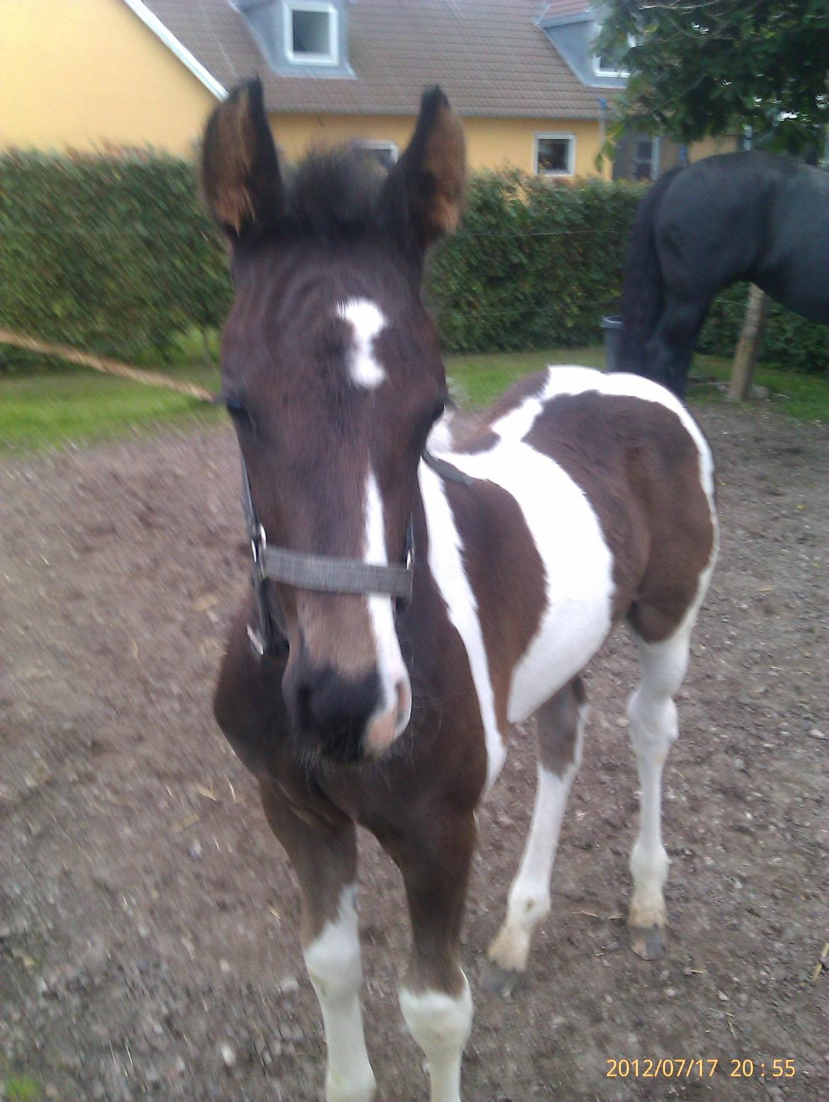 Barockpinto Teejay Liselund billede 17