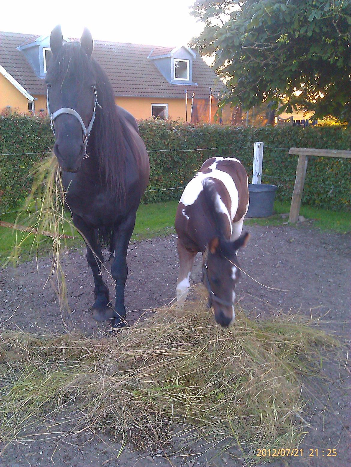 Barockpinto Teejay Liselund billede 18