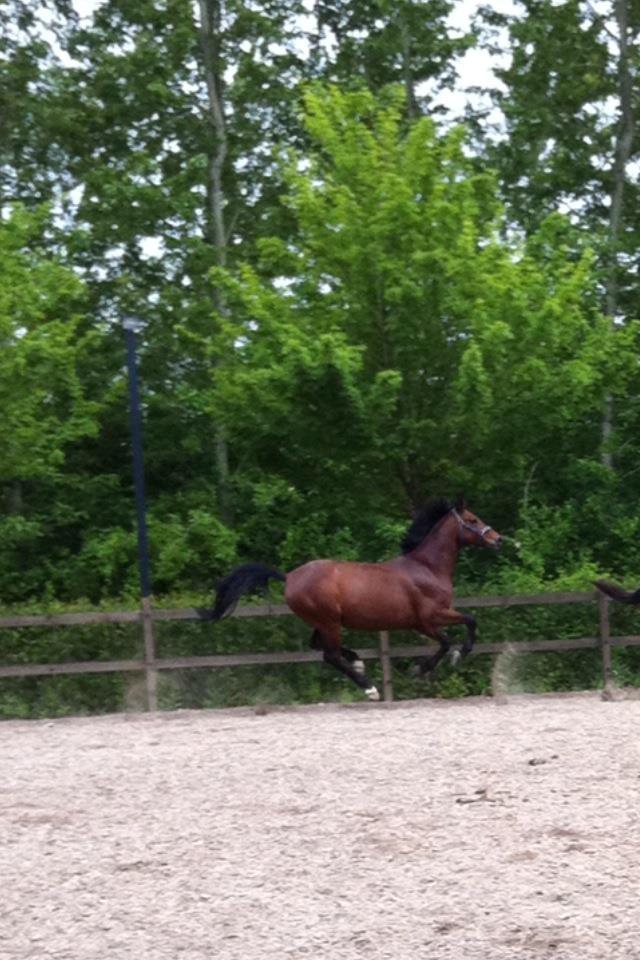 Trakehner Mi Manchi billede 18