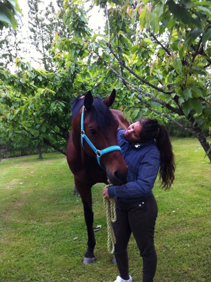 Trakehner Mi Manchi - Min dejlige dreng, elsker dig til solen og tilbage :D <3 billede 1