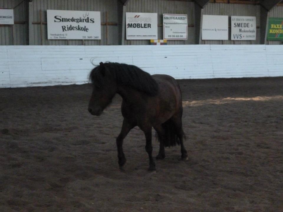 Shetlænder Smilled's Emma - naturlig holdning :D billede 11