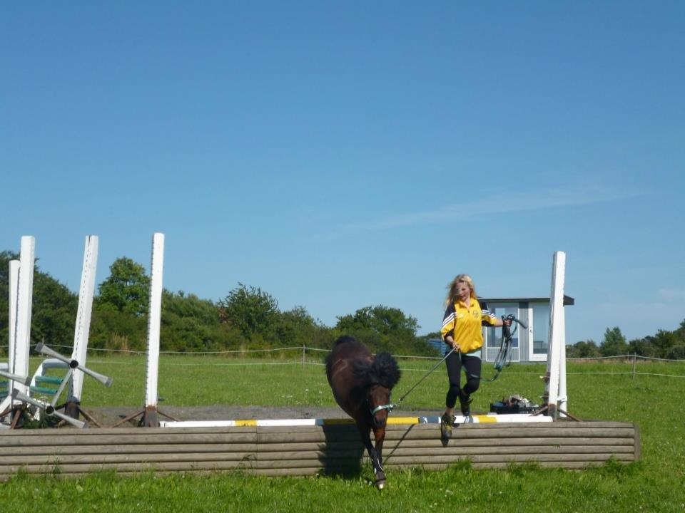 Shetlænder Smilled's Emma - banketen billede 12