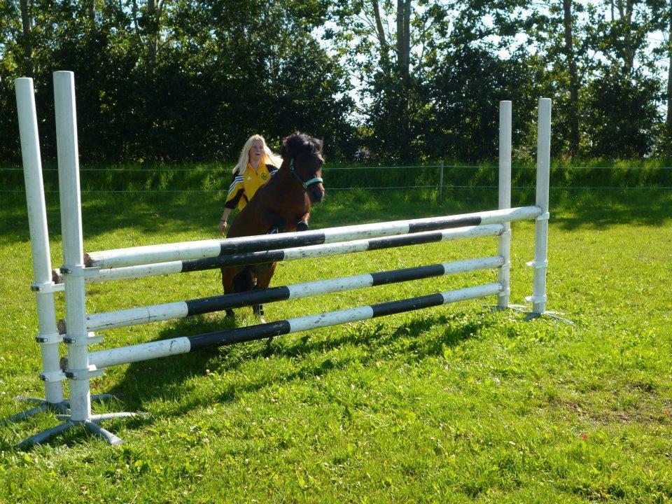 Shetlænder Smilled's Emma - 95-100 cm :D stolt ja meget billede 13