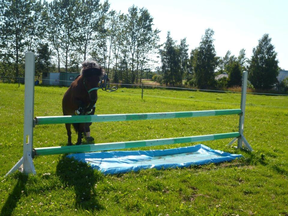Shetlænder Smilled's Emma - 90 cm :D dygtige ponze :D <3 billede 14