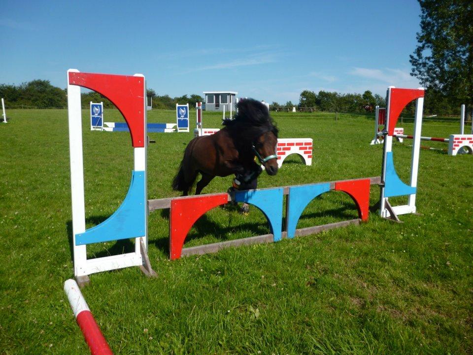 Shetlænder Smilled's Emma - første gang hun ser jokeren hun springer lige over den :D billede 15