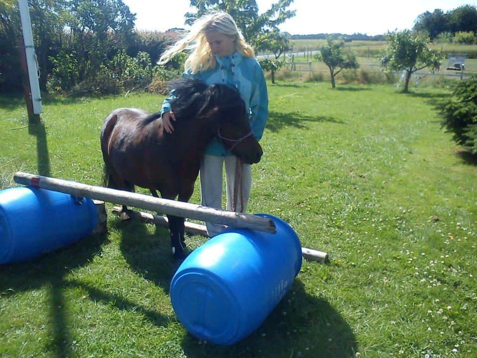 Shetlænder Smilled's Emma - stå hve siden af spinget :D billede 16