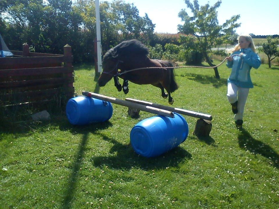 Shetlænder Smilled's Emma - 120 langt tror jeg :D billede 17