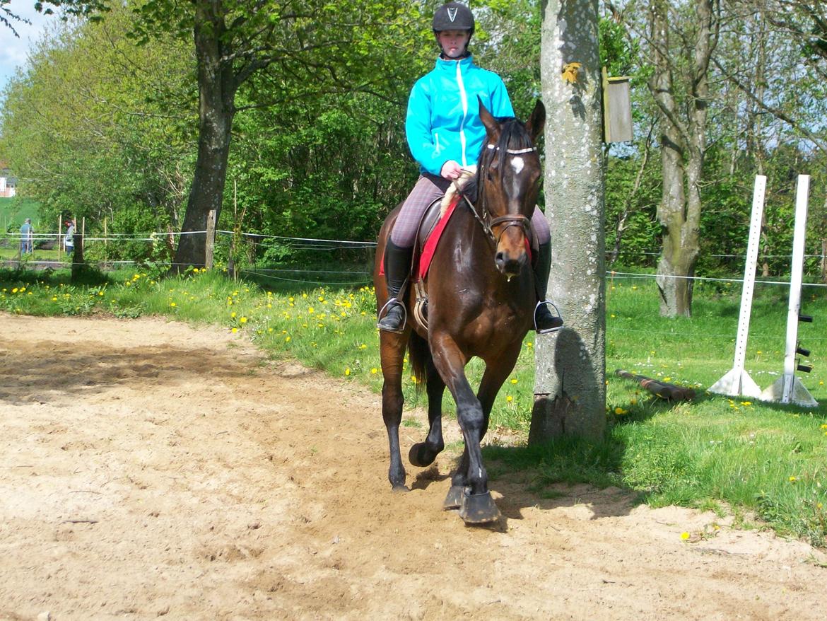 Oldenborg Tornado Adoa - Velkommen til Tornado's profil. Første gang jeg rider på ham :) billede 1