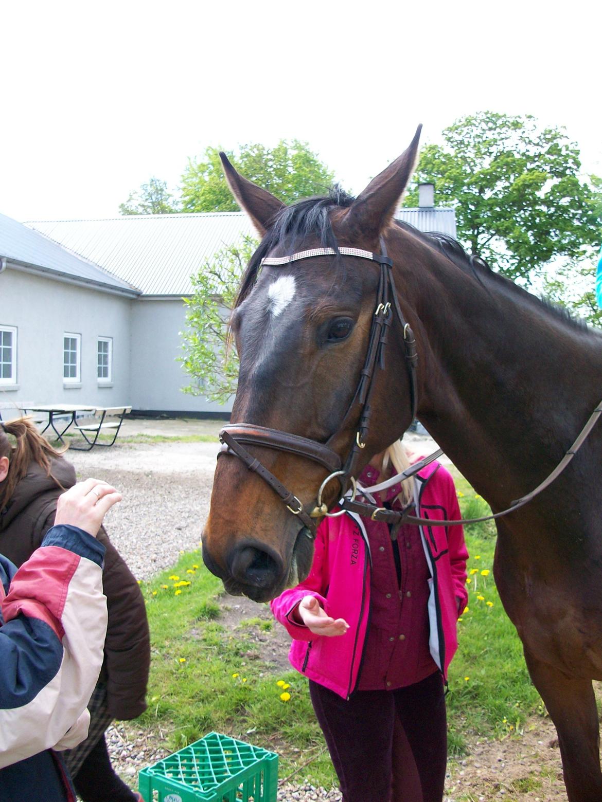 Oldenborg Tornado Adoa - Tornado's kønne hoved billede 2