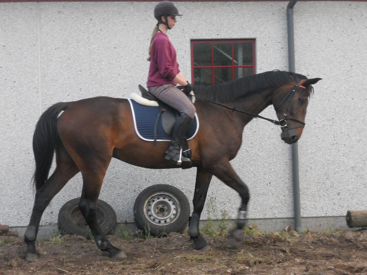 Oldenborg Tornado Adoa billede 6