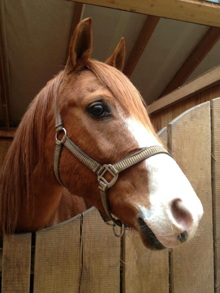 Arabisk fuldblod (OX) Fighter Al-Farabi billede 1