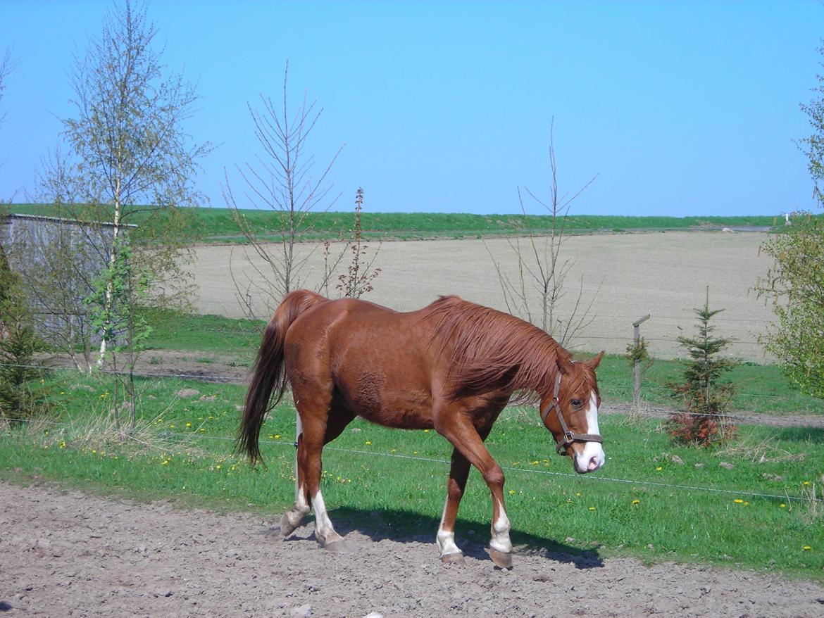 Arabisk fuldblod (OX) Fighter Al-Farabi billede 2