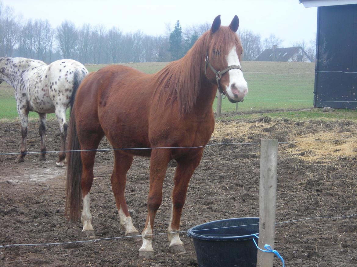Arabisk fuldblod (OX) Fighter Al-Farabi billede 3