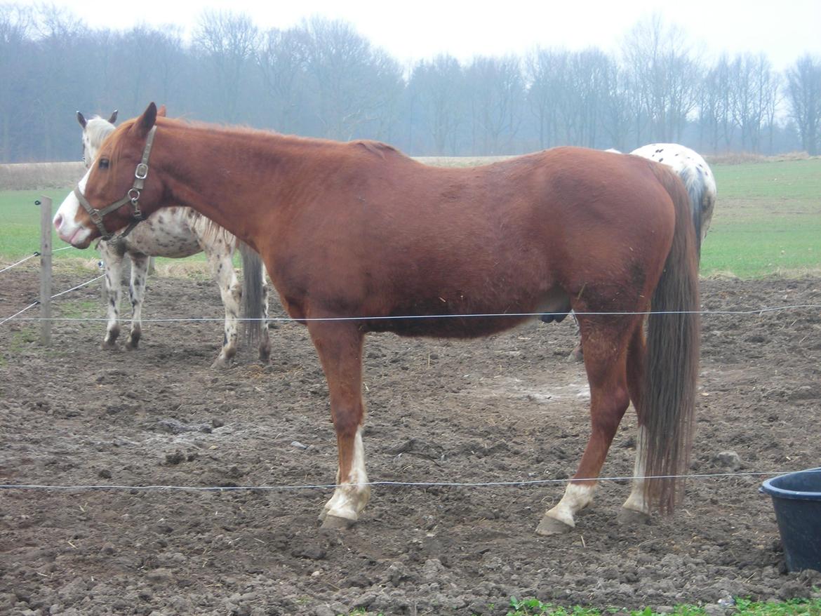 Arabisk fuldblod (OX) Fighter Al-Farabi billede 4