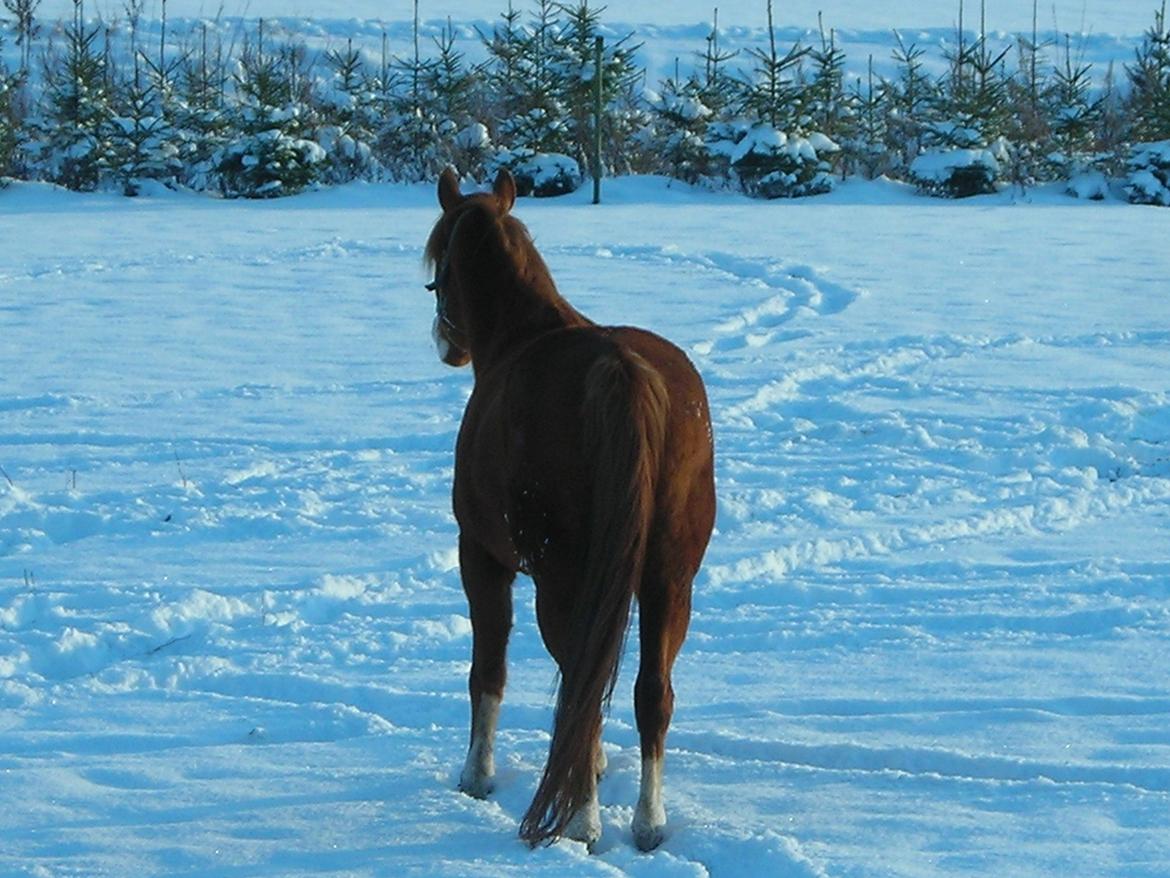 Arabisk fuldblod (OX) Fighter Al-Farabi billede 5