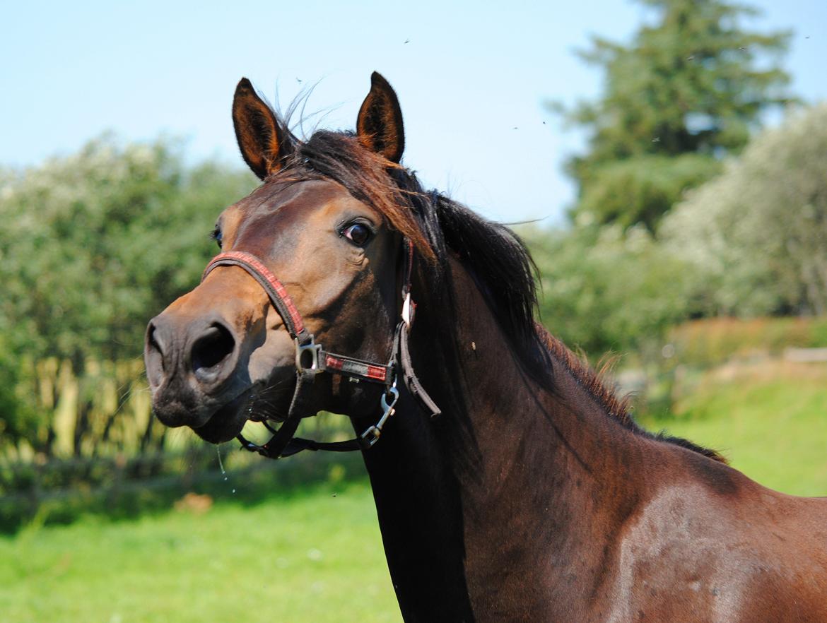 Dansk Varmblod Miss Dior billede 2