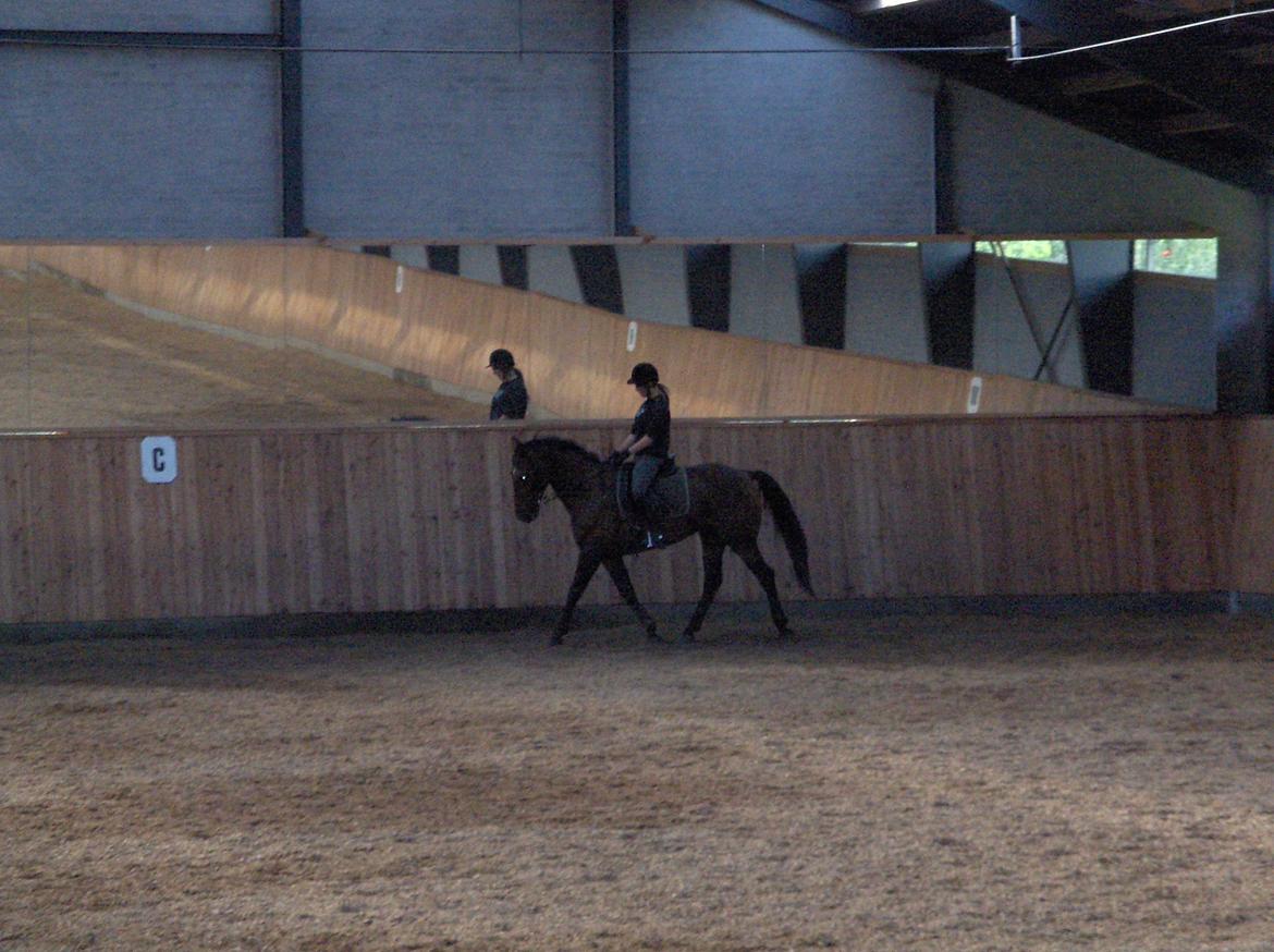 Fuldblod (XX) Sylvester star (Tidliger hest) billede 1