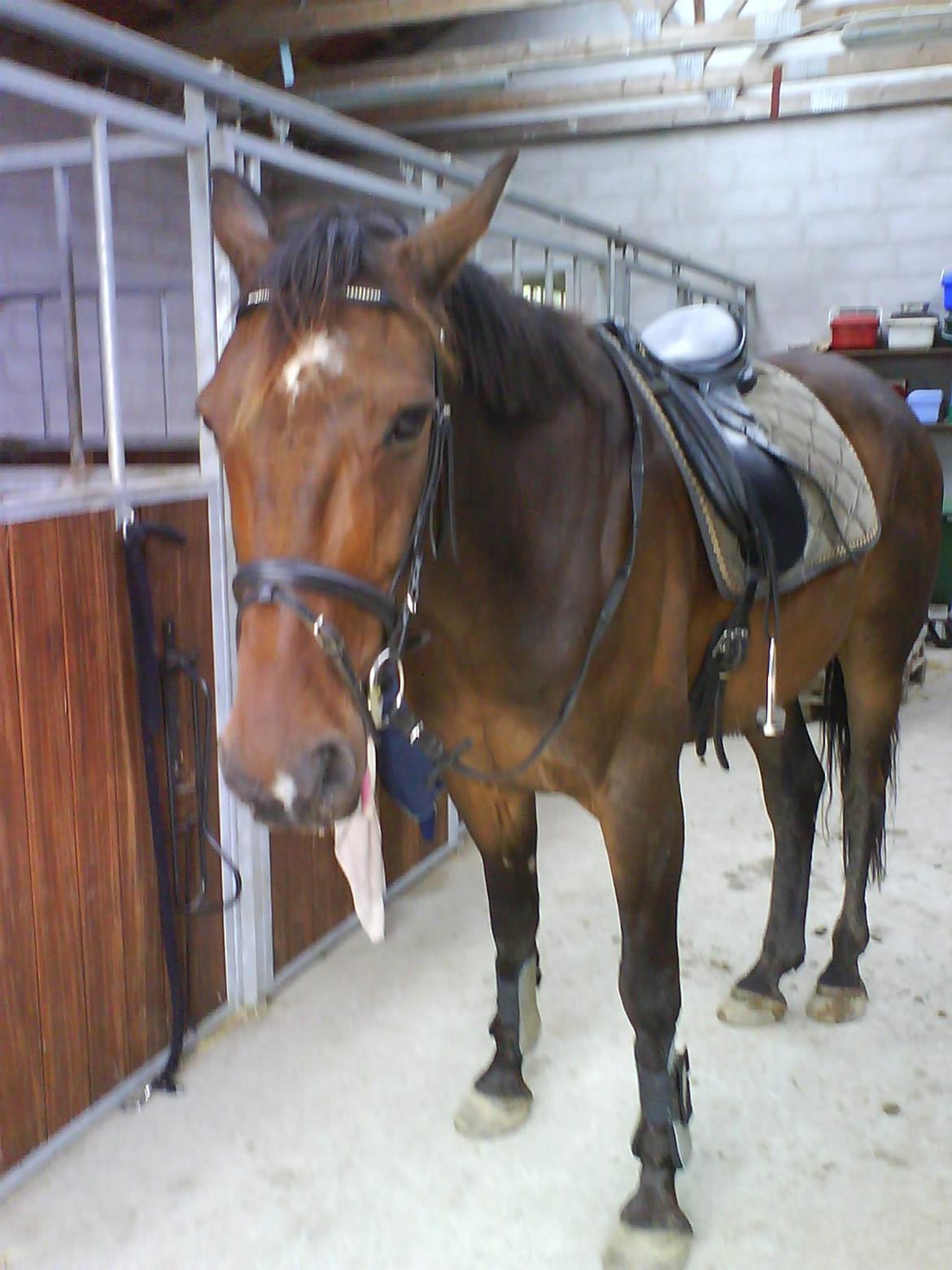 Fuldblod (XX) Sylvester star (Tidliger hest) billede 2