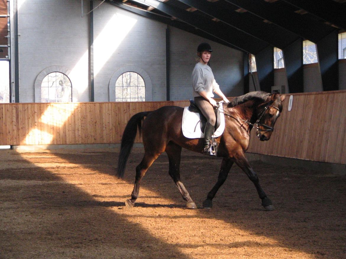 Fuldblod (XX) Sylvester star (Tidliger hest) billede 3