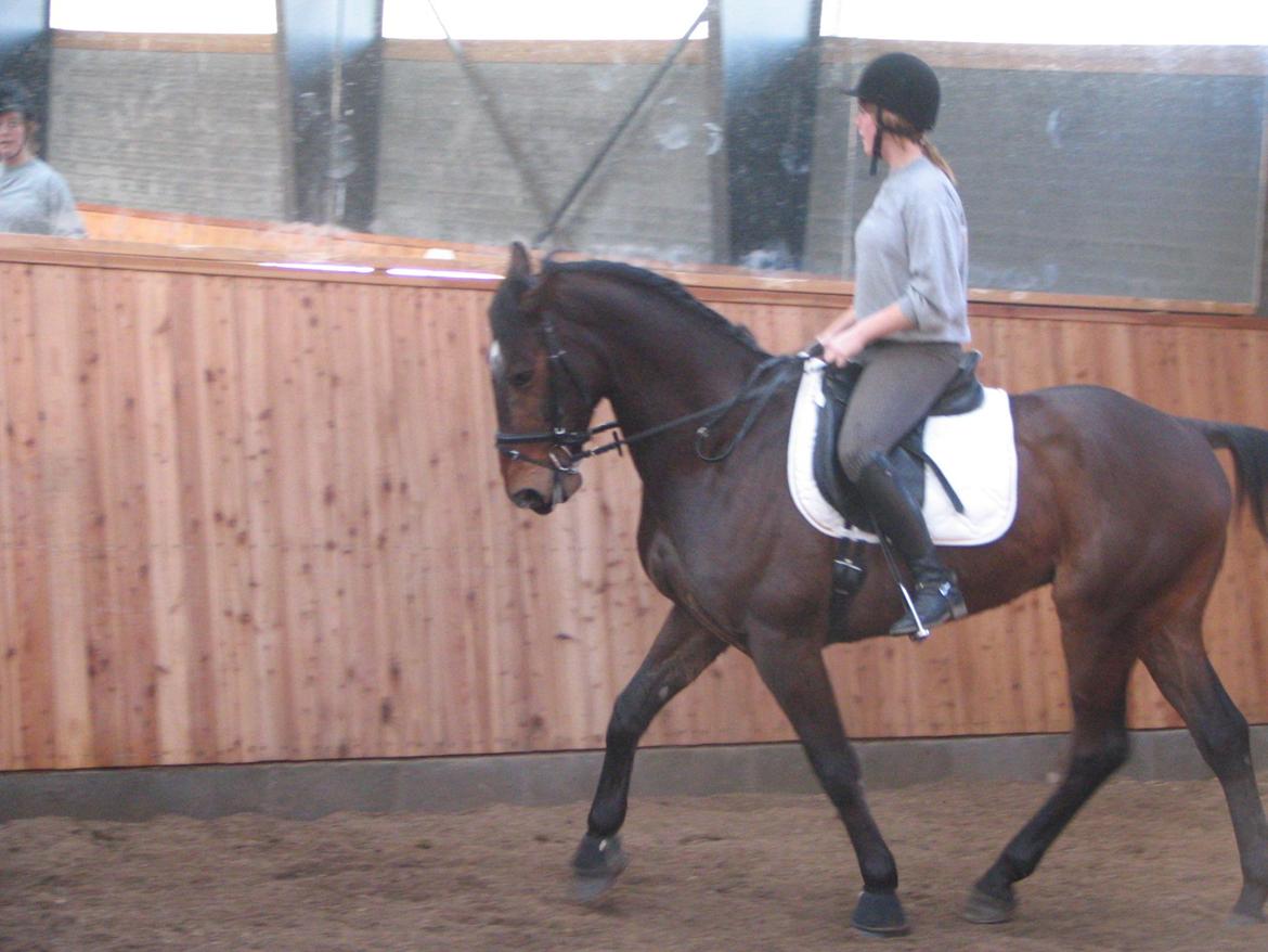 Fuldblod (XX) Sylvester star (Tidliger hest) billede 4