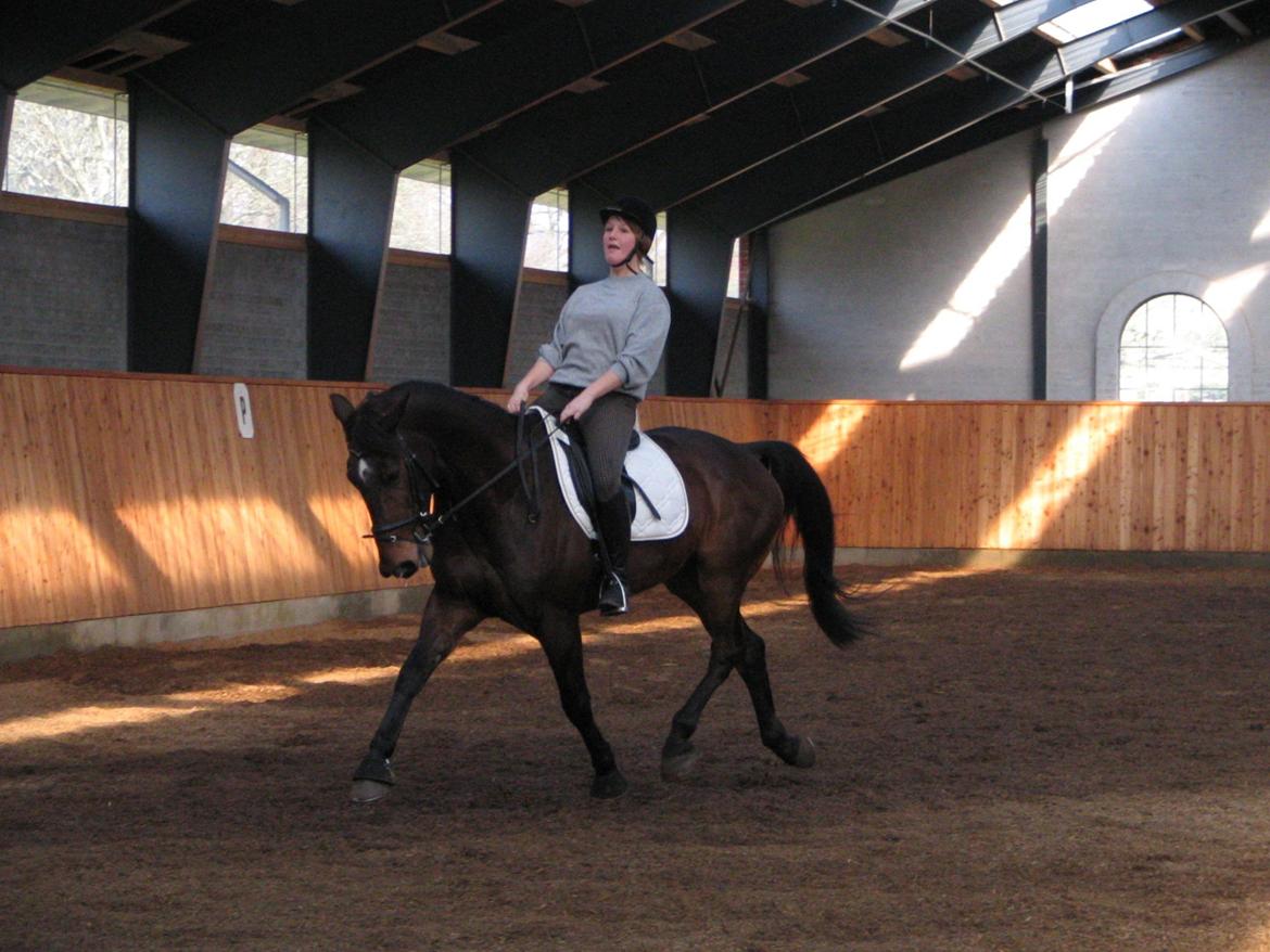 Fuldblod (XX) Sylvester star (Tidliger hest) billede 5