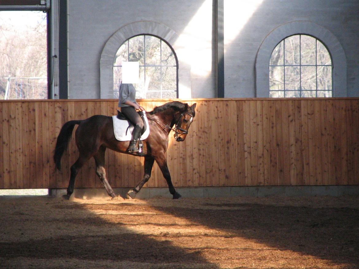 Fuldblod (XX) Sylvester star (Tidliger hest) billede 6