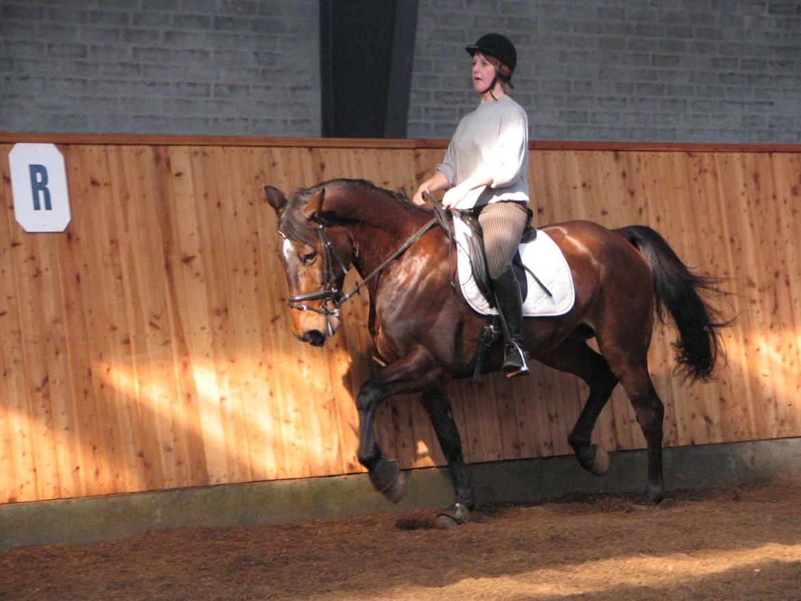 Fuldblod (XX) Sylvester star (Tidliger hest) billede 7