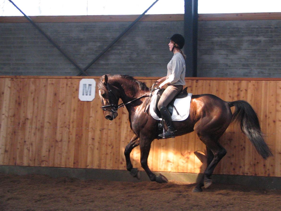 Fuldblod (XX) Sylvester star (Tidliger hest) billede 8