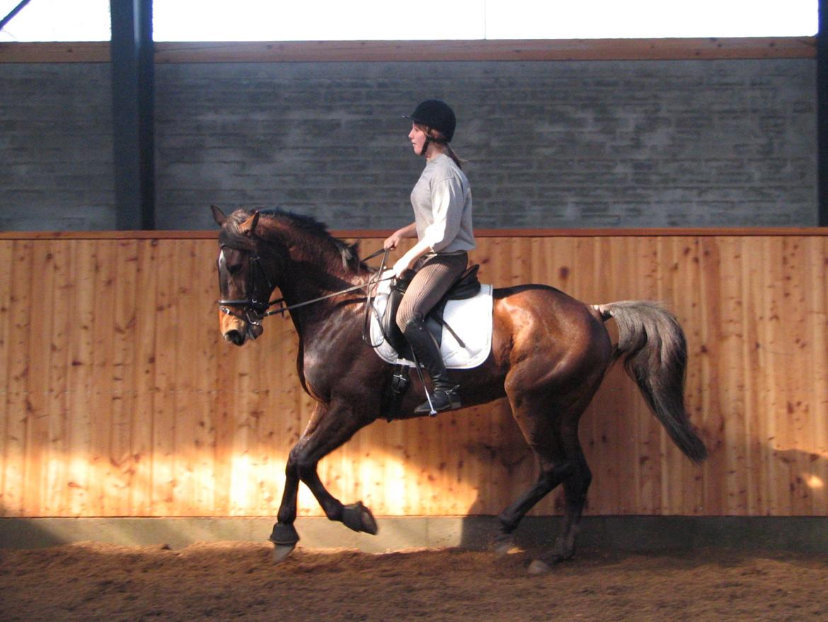 Fuldblod (XX) Sylvester star (Tidliger hest) billede 9