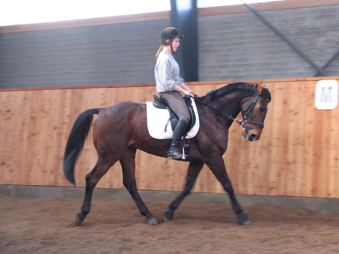 Fuldblod (XX) Sylvester star (Tidliger hest) billede 10