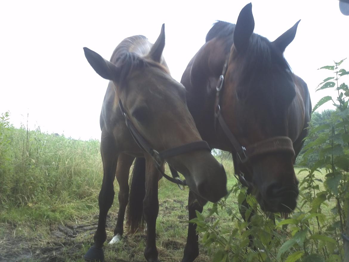 Anden særlig race Asbo´s Fiona - Fiona og hendes gode ven Ditlev <3 billede 4