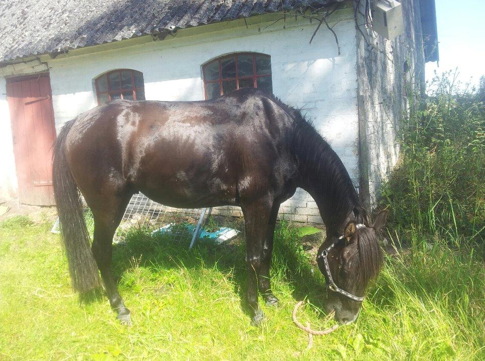 Anden særlig race Flip - Min pony bliv lige vasket efter en lang ride tur!!!!<3<3 billede 7