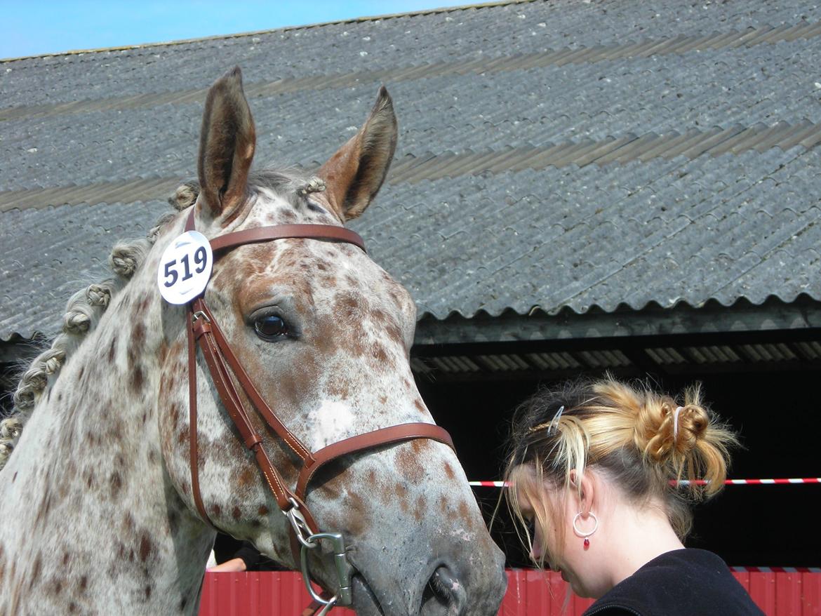 Knabstrupper Alfred af Nyskoven - Alfred og Camilla til vallakkåring på St. Hestedag 2011, Knabstrupperforeningens arrangement billede 1