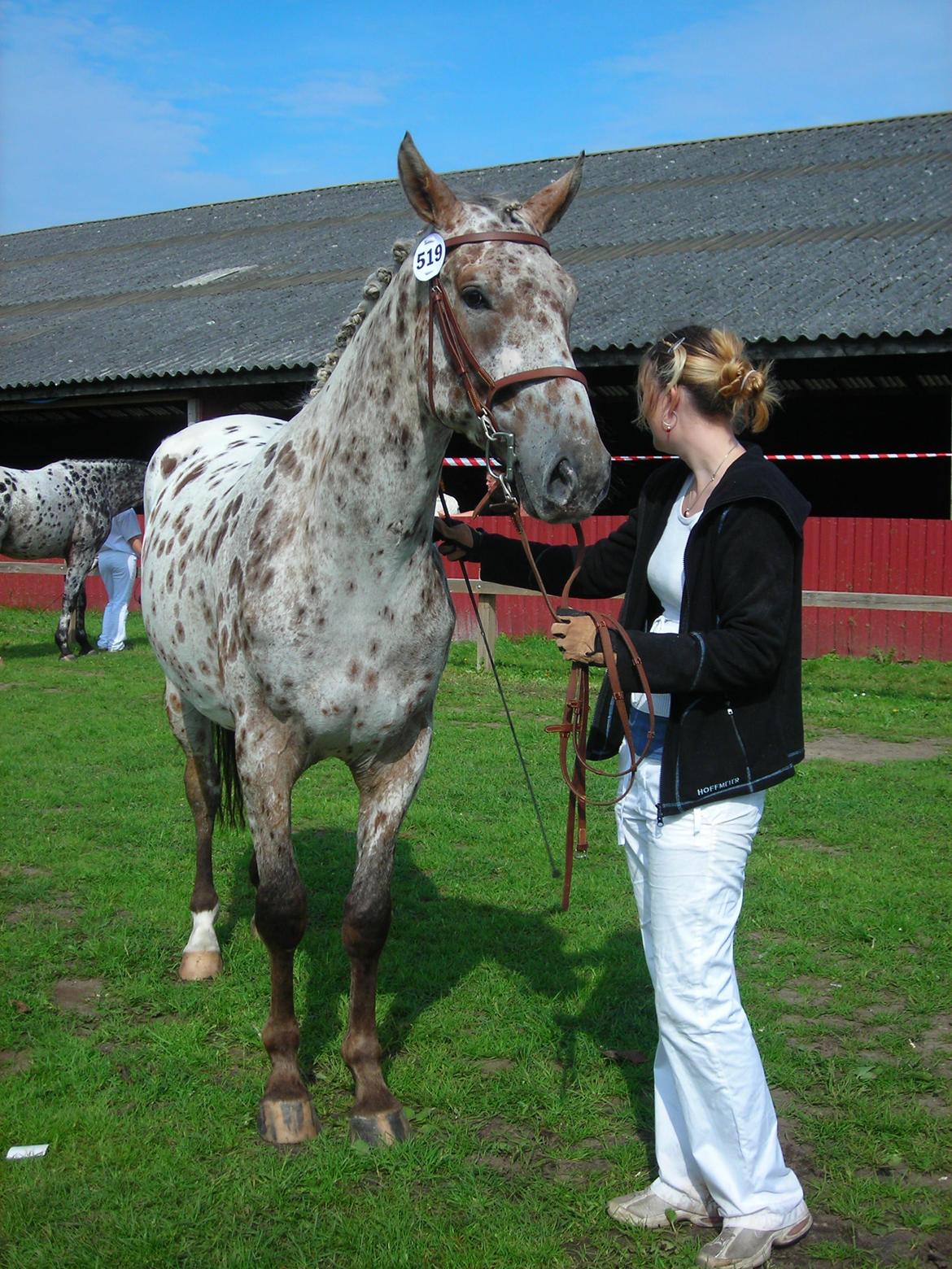 Knabstrupper Alfred af Nyskoven - Alfred og Camilla til vallakkåring på St. Hestedag 2011, Knabstrupperforeningens arrangement billede 2