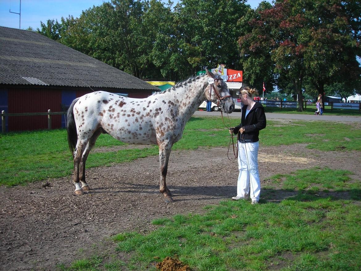 Knabstrupper Alfred af Nyskoven - Alfred og Camilla til vallakkåring på St. Hestedag 2011, Knabstrupperforeningens arrangement billede 3