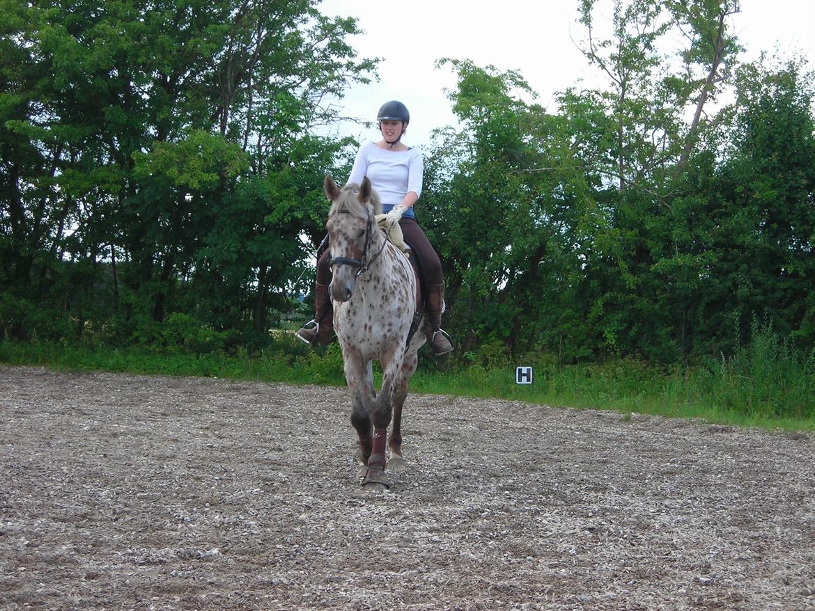 Knabstrupper Alfred af Nyskoven - Camilla rider Alfred (Tune) billede 4