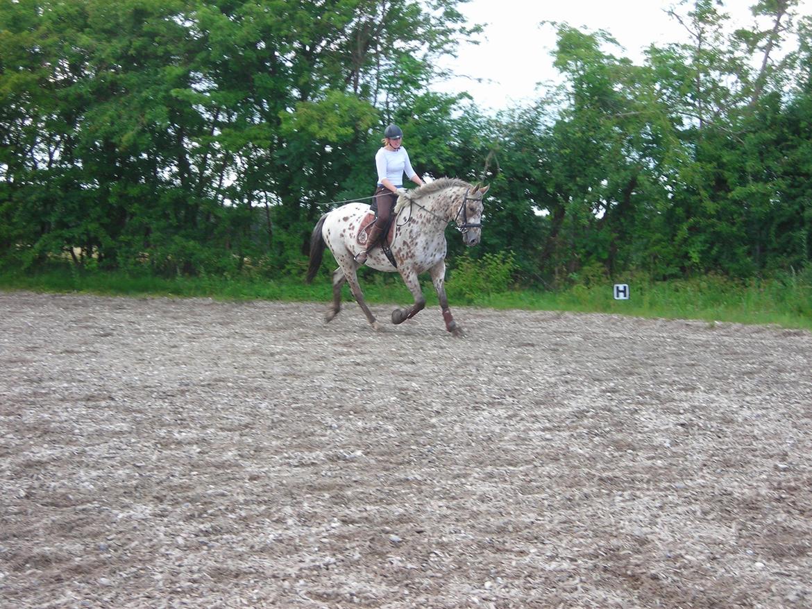 Knabstrupper Alfred af Nyskoven - Camilla rider Alfred (Tune) billede 5