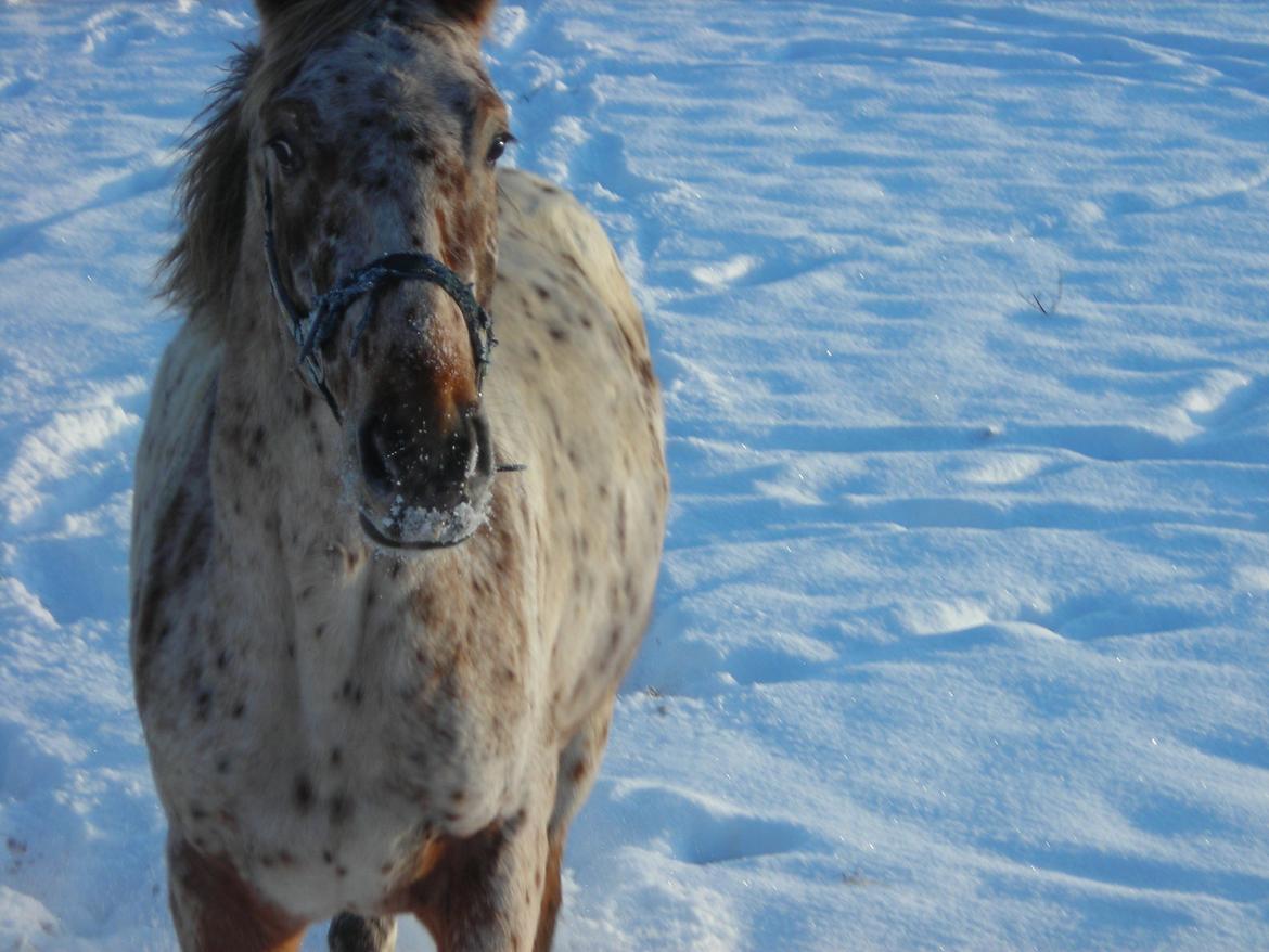 Knabstrupper Alfred af Nyskoven - Alfred i sneen hjemme i Nyskoven billede 6