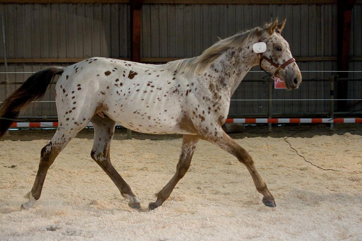 Knabstrupper Alfred af Nyskoven - Alfred til Knabstrupperforeningens arrangement ved St. Hestedag i Roskilde 2009 billede 7