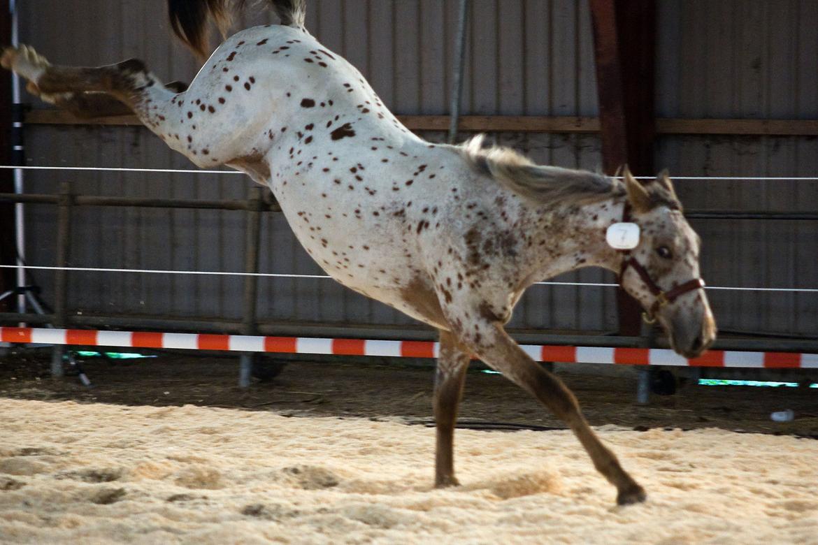 Knabstrupper Alfred af Nyskoven - Alfred til Knabstrupperforeningens arrangement ved St. Hestedag i Roskilde 2009 billede 8