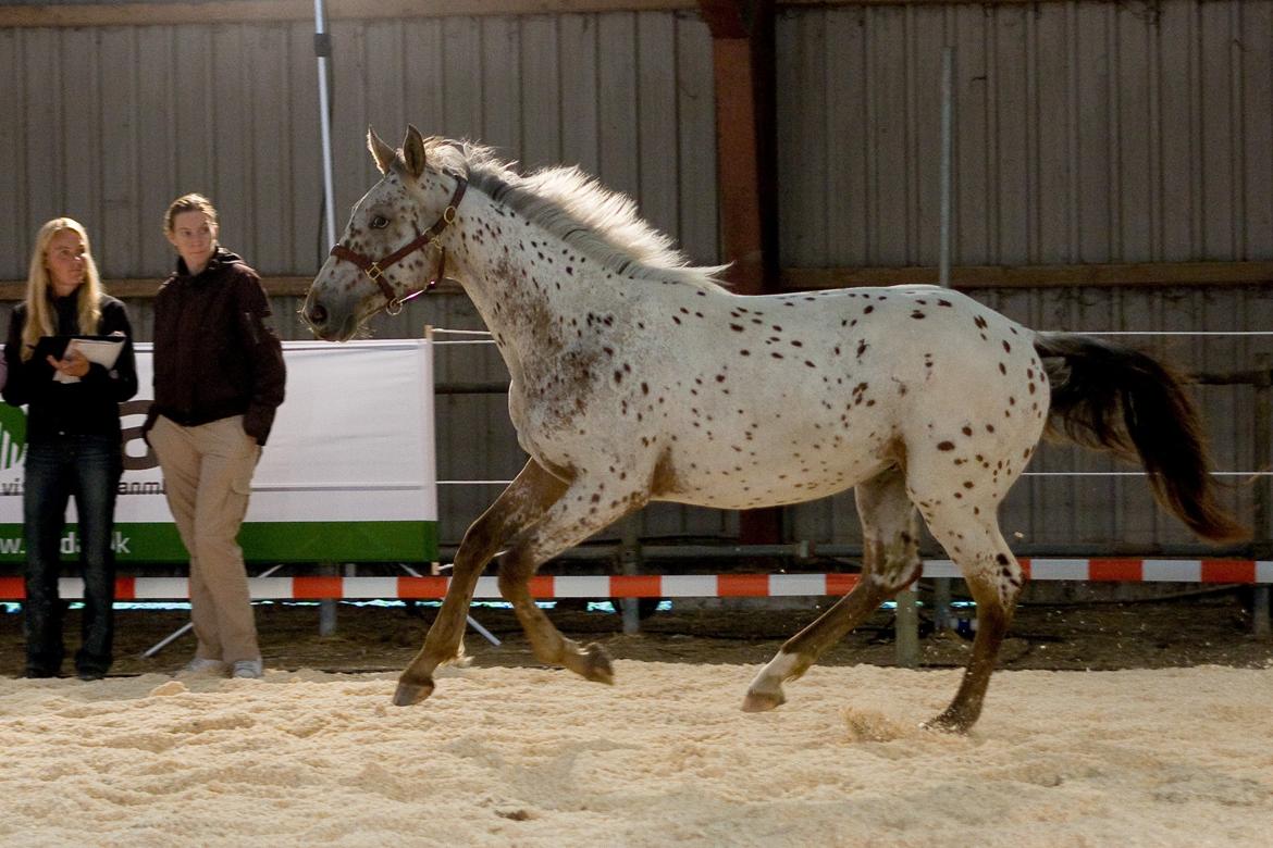 Knabstrupper Alfred af Nyskoven - Alfred til Knabstrupperforeningens arrangement ved St. Hestedag i Roskilde 2009 billede 9