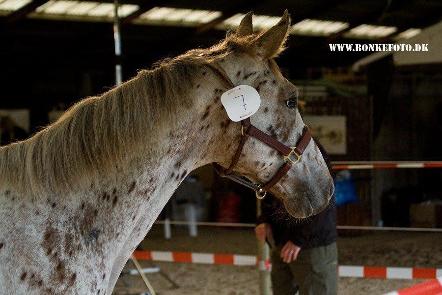 Knabstrupper Alfred af Nyskoven - Alfred til Knabstrupperforeningens arrangement ved St. Hestedag i Roskilde 2009 billede 10