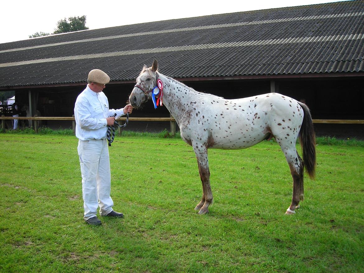 Knabstrupper Alfred af Nyskoven - Alfred til Knabstrupperforeningens arrangement ved St. Hestedag i Roskilde 2009 billede 11