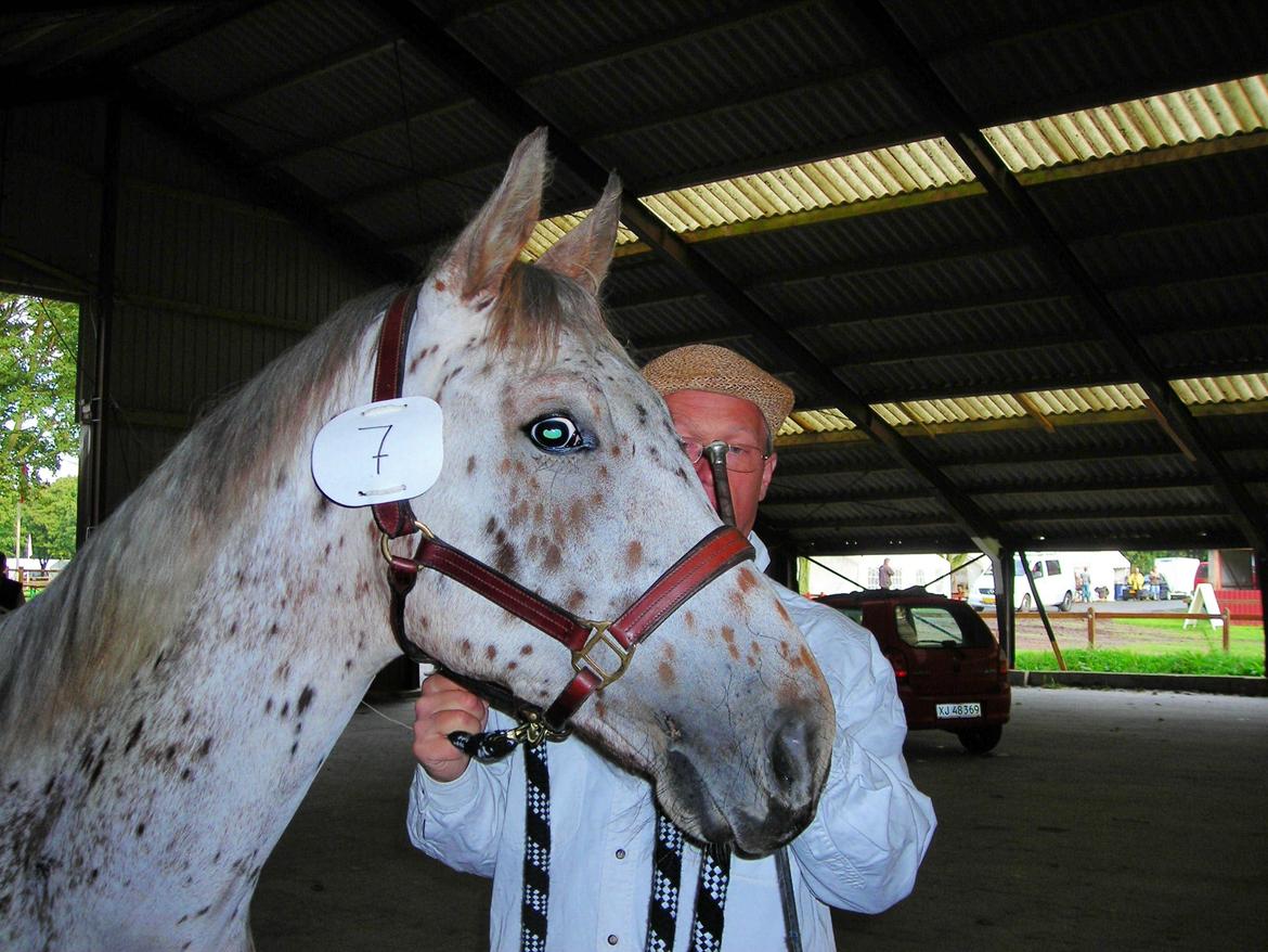 Knabstrupper Alfred af Nyskoven - Alfred til Knabstrupperforeningens arrangement ved St. Hestedag i Roskilde 2009 billede 12