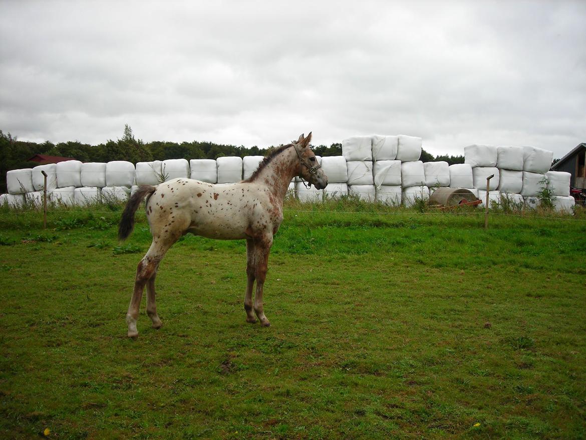 Knabstrupper Alfred af Nyskoven - Alfred ca. 1 md. gammel hjemme i Nyskoven billede 13