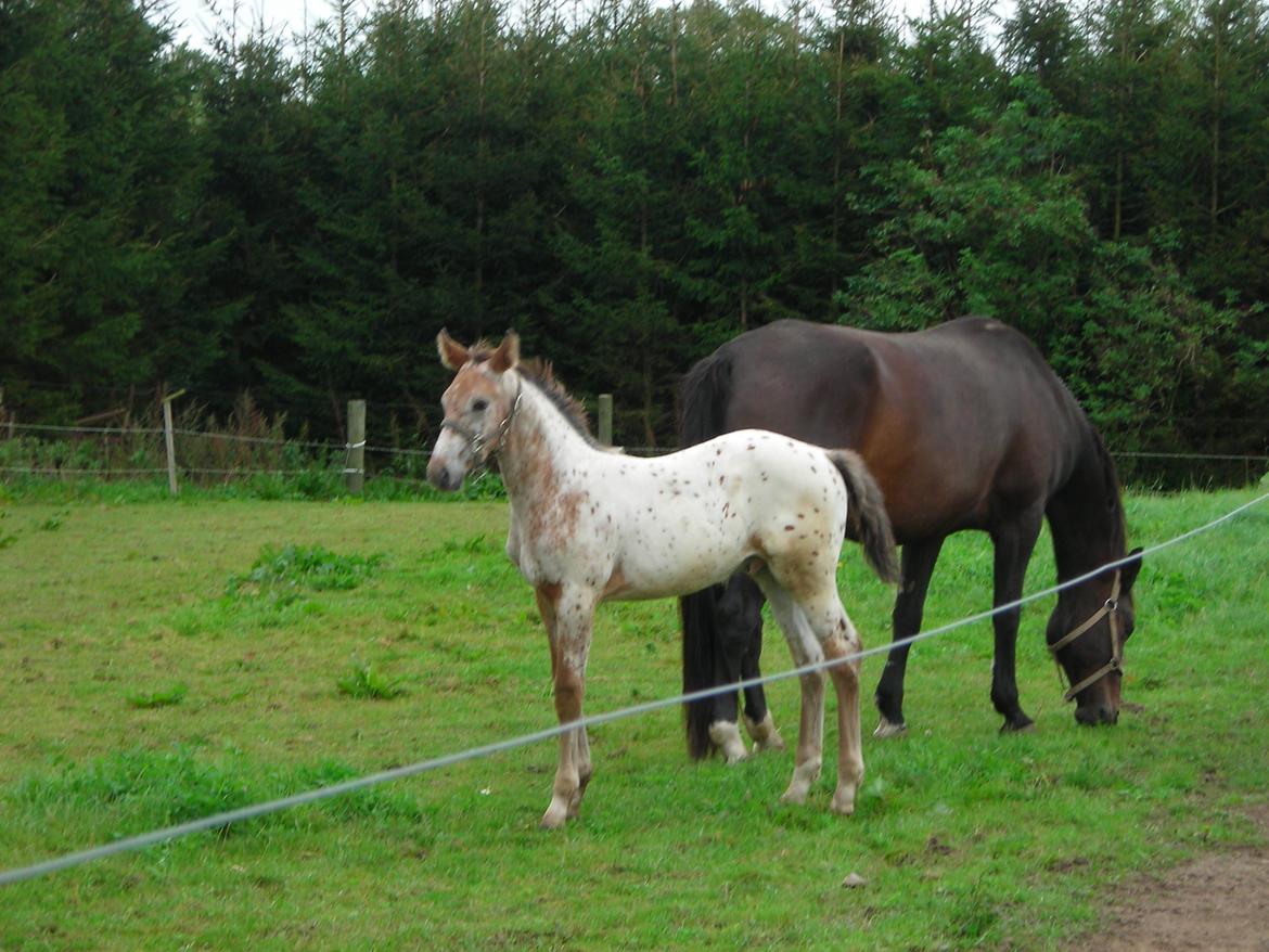 Knabstrupper Alfred af Nyskoven - Alfred (med sin mor) ca. 1 md. gammel hjemme i Nyskoven billede 14